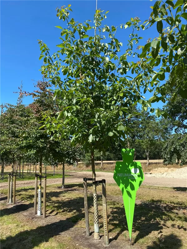 Juglans regia 'Buccaneer' CAC