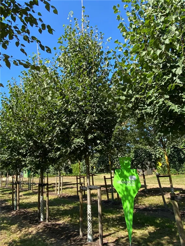 Tilia cordata 'Greenspire'