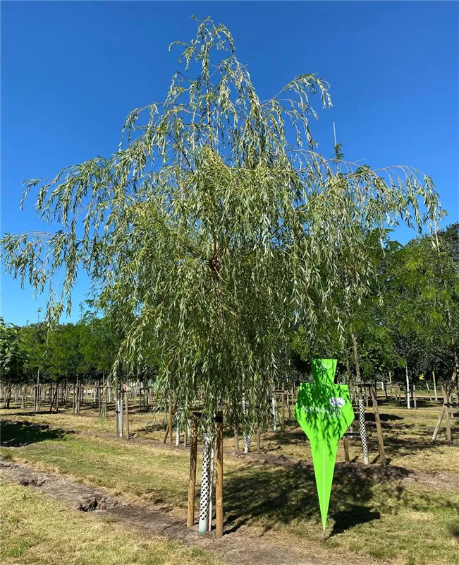 Salix alba 'Tristis'