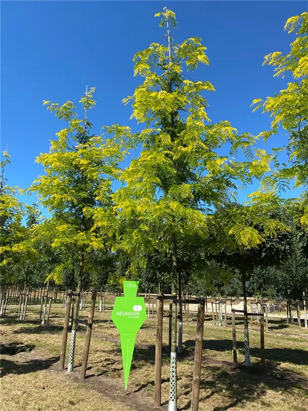 Gleditsia triacanthos 'Sunburst'