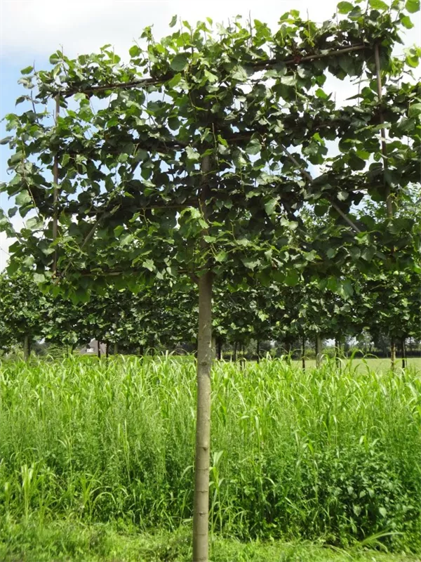Tilia europaea 'Pallida'