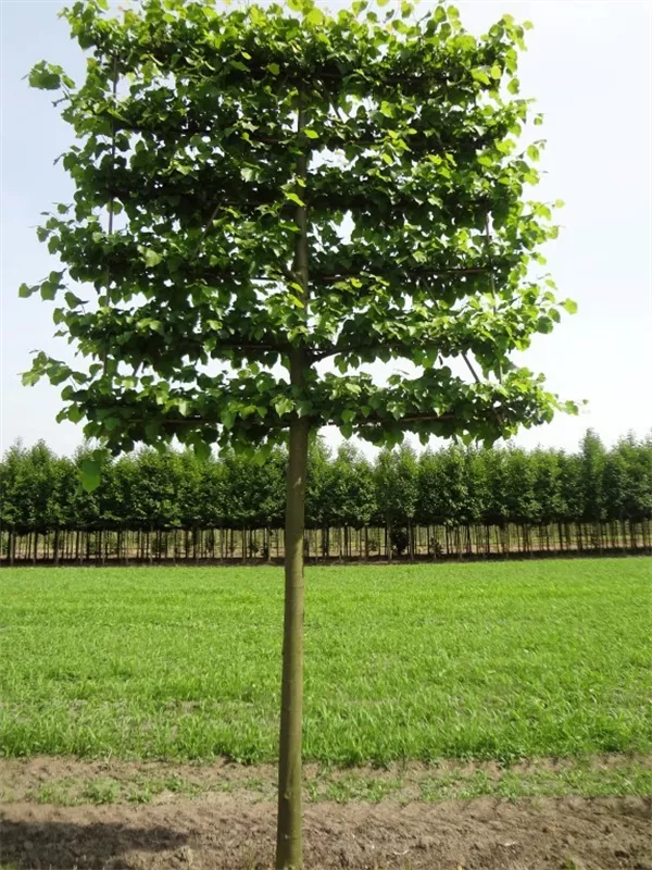 Tilia europaea 'Pallida'