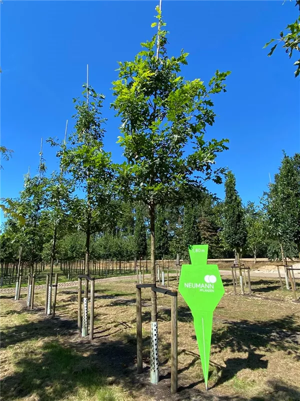 Quercus coccinea