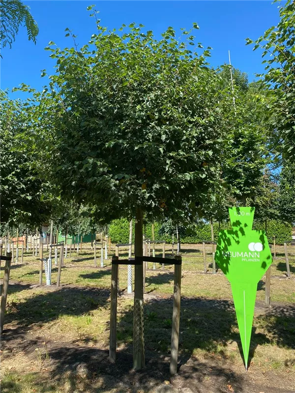 Tilia cordata 'Green Globe'
