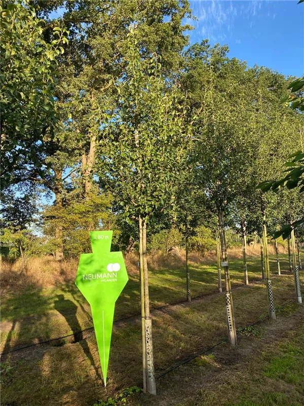 Pyrus com.'Gräfin von Paris' CAC