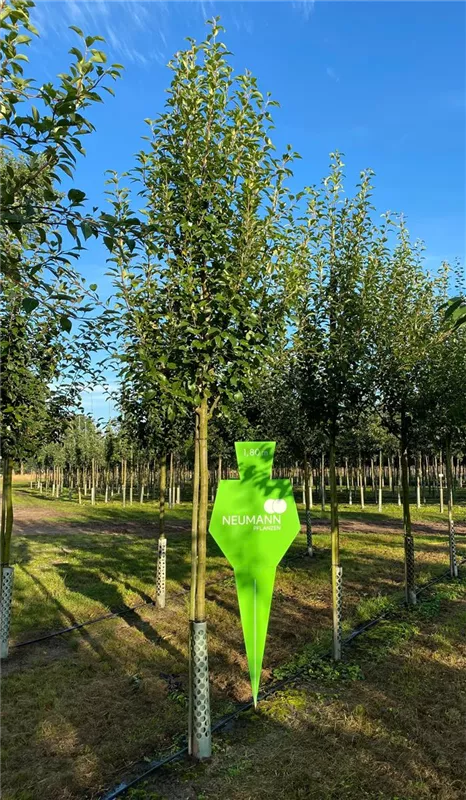 Pyrus com.'Clapps Liebling' CAC