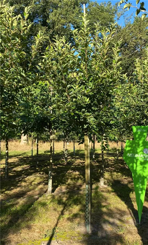 Malus 'Elstar' CAC