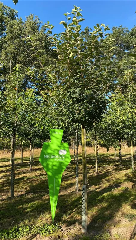 Malus 'Kaiser Wilhelm' CAC Malus 'Kaiser Wilhelm' CAC