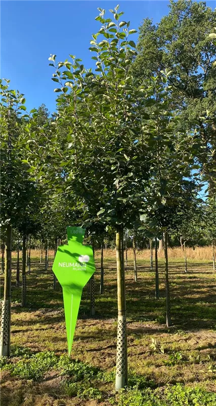 Malus 'Roter Boskoop' CAC