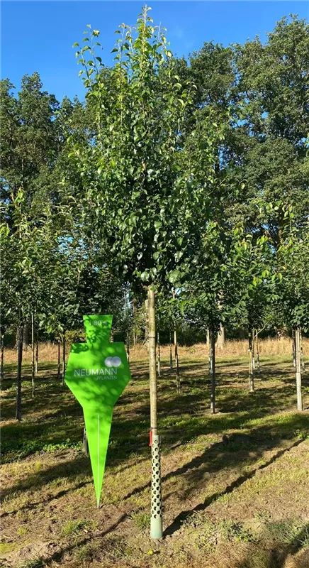 Pyrus com.'Gellerts Butterbirne' CAC