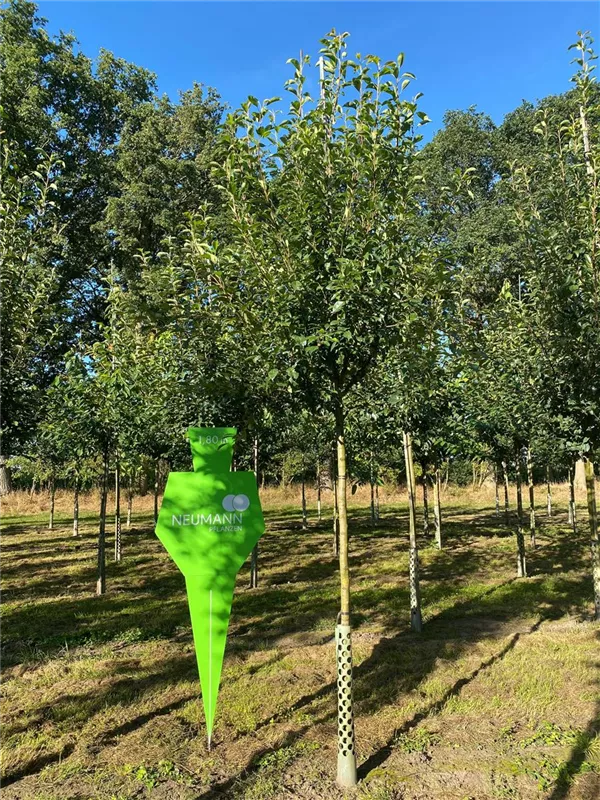 Pyrus com.'Clapps Liebling' CAC