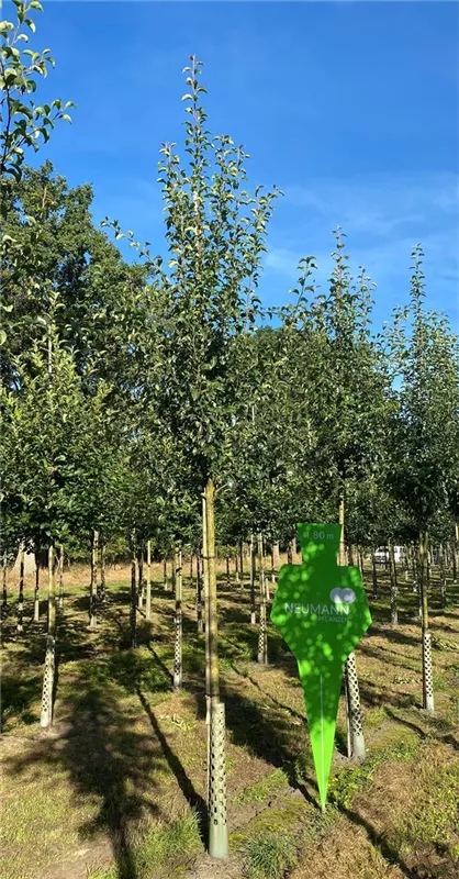 Pyrus com.'Gute Luise v.Avranches' CAC