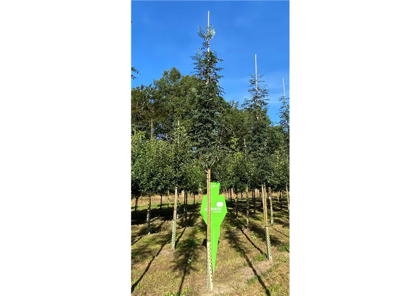 Eberesche 'Sheerwater Seedling'