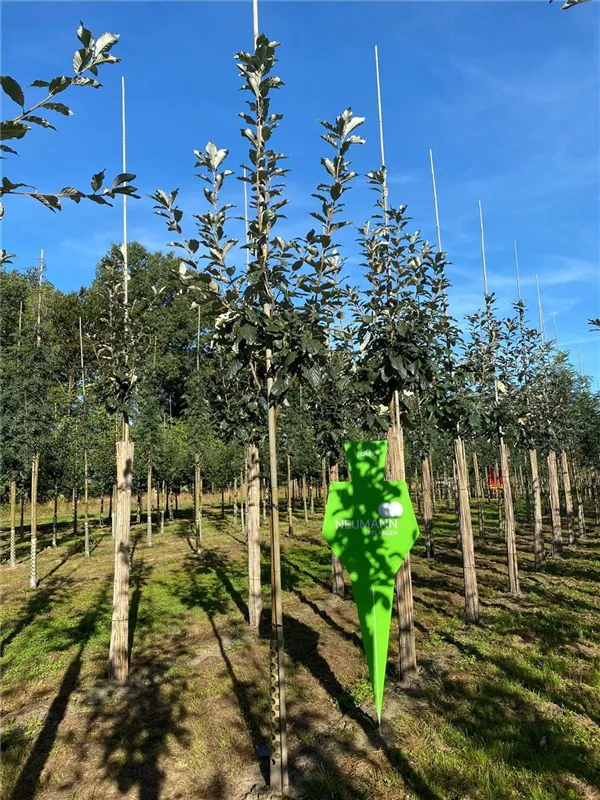 Sorbus aria 'Magnifica'