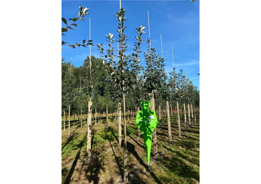 Großlaubige Mehlbeere