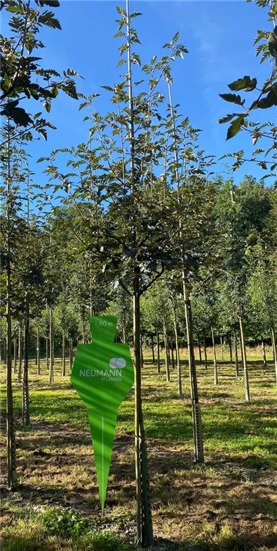 Sorbus 'Dodong'