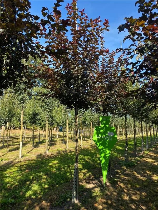 Malus 'Scarlet'