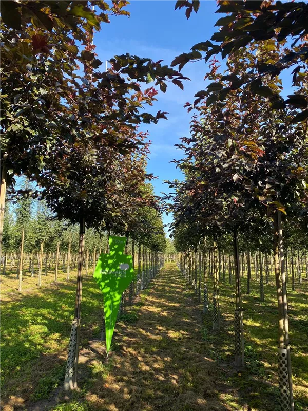 Malus 'Scarlet'