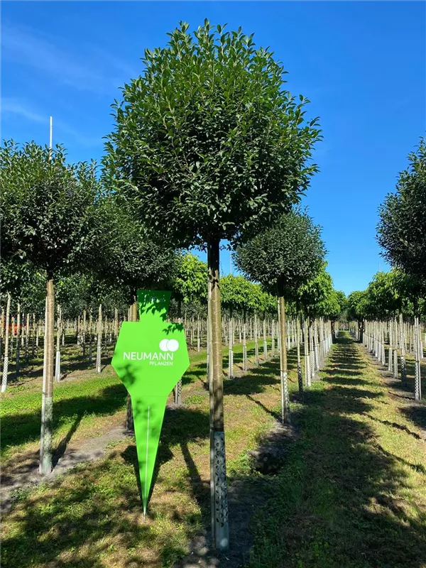 Prunus fruticosa 'Globosa'