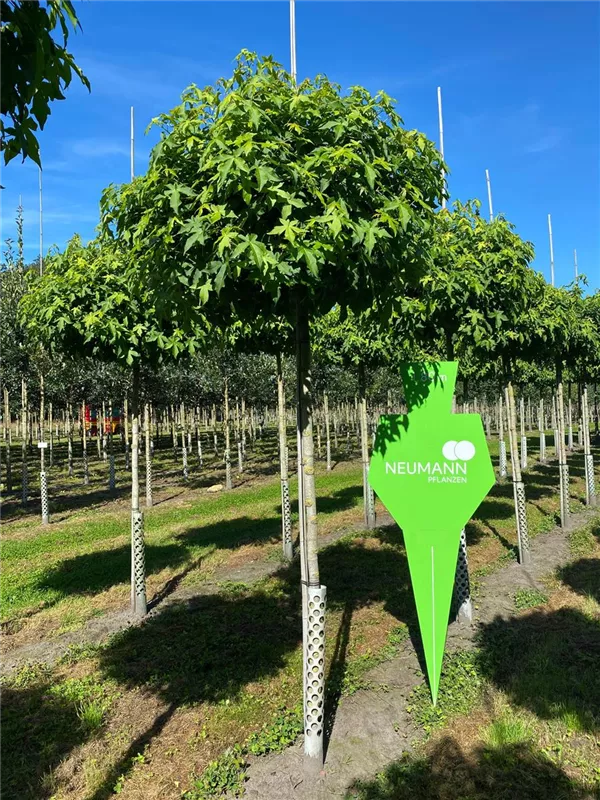 Liquidambar styraciflua 'Gumball'