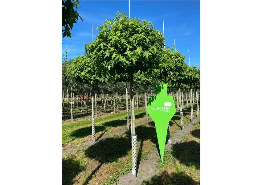 Amberbaum 'Gumball'