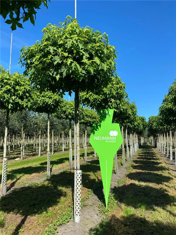 Liquidambar styraciflua 'Gumball'