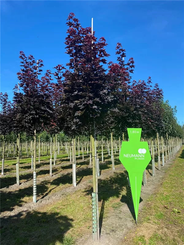 Acer platanoides 'Crimson Sentry'