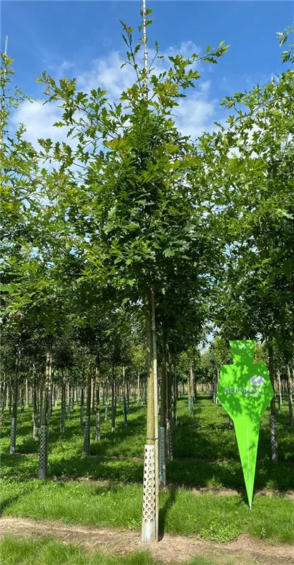 Quercus palustris