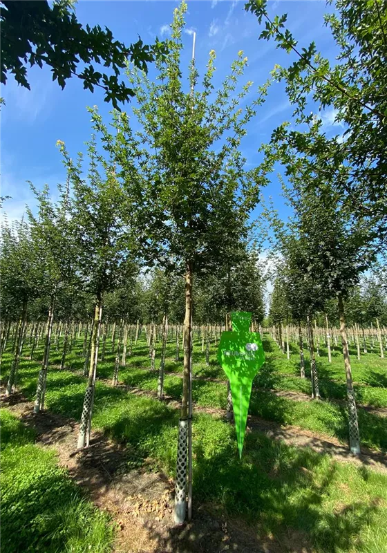Acer campestre 'Elsrijk'