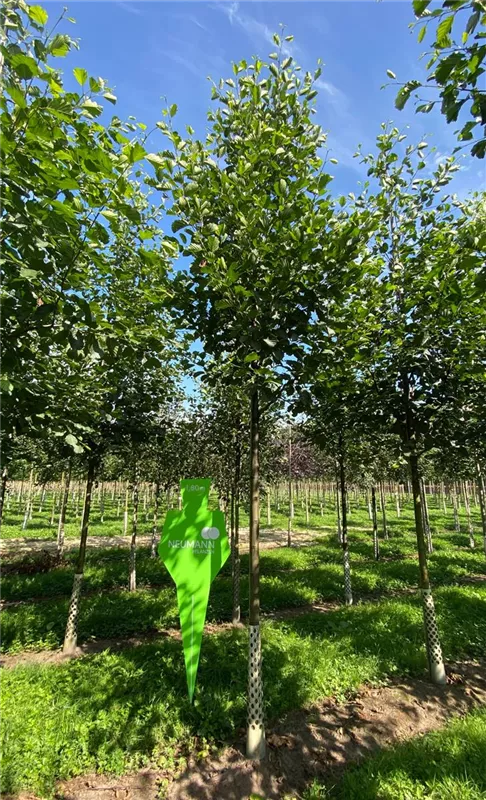 Alnus glutinosa
