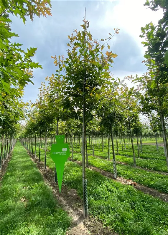 Quercus texana 'New Madrid'