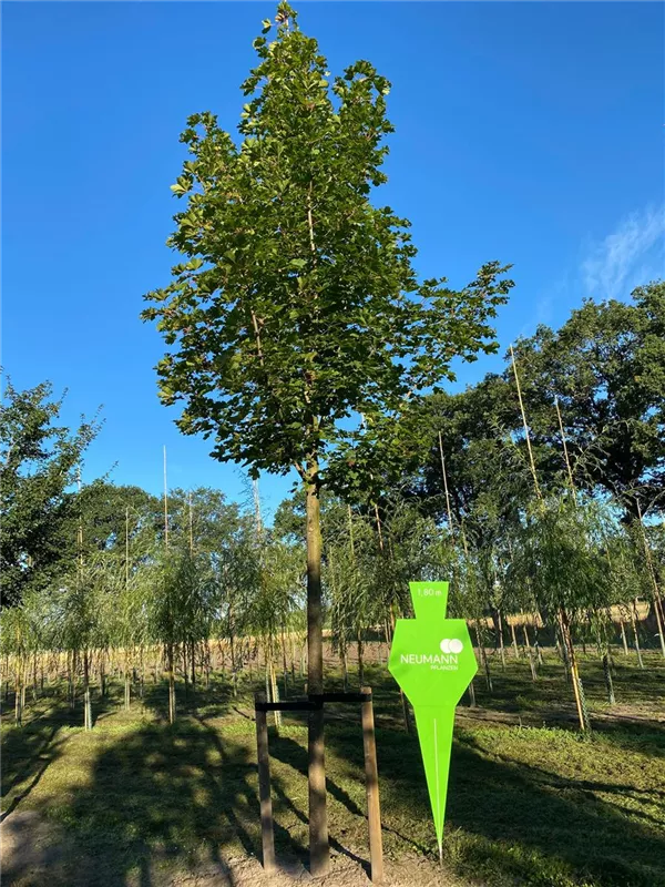 Acer platanoides 'Emerald Queen'