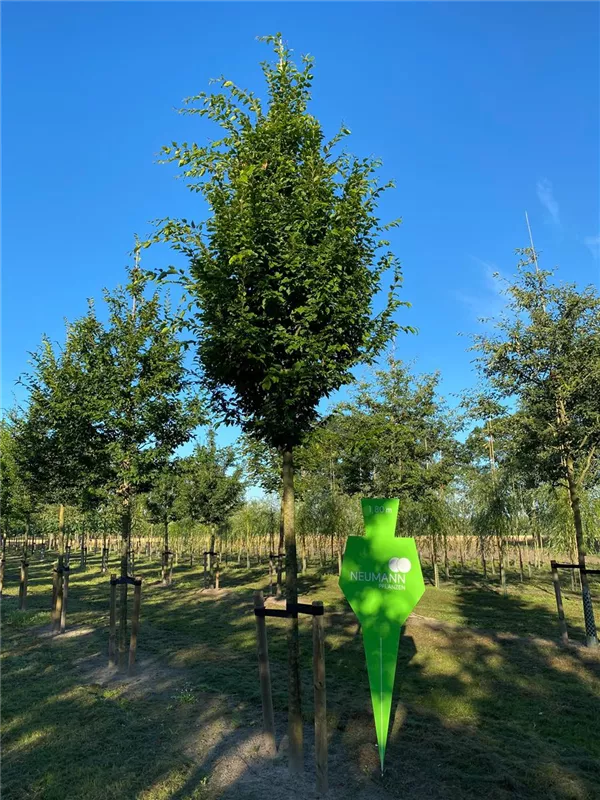 Carpinus betulus