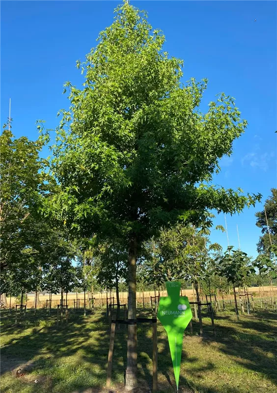 Liquidambar styraciflua