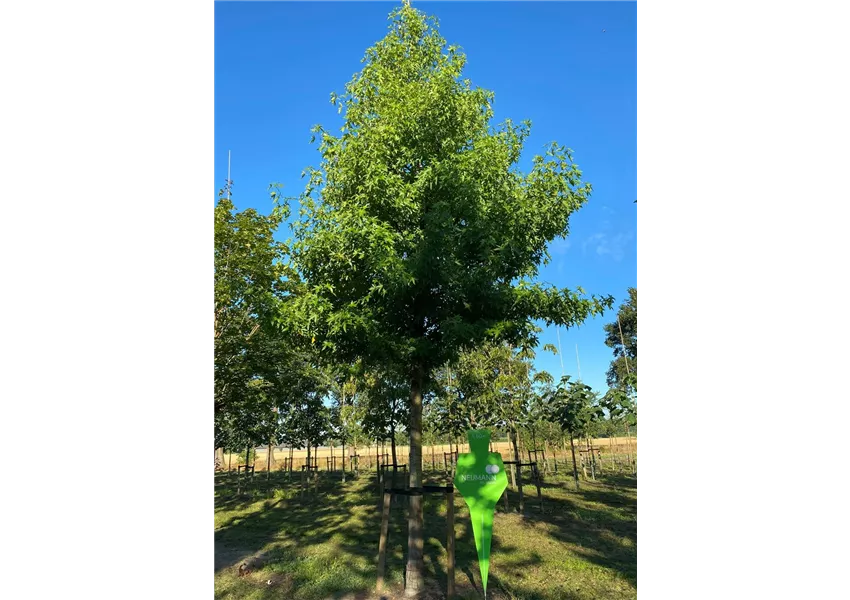Liquidambar styraciflua