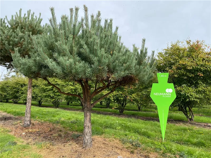 Pinus sylvestris