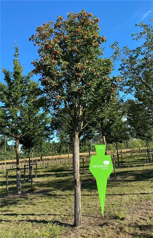 Sorbus thuringiaca 'Fastigiata'
