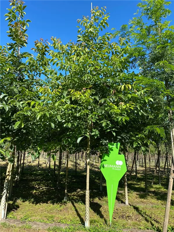 Juglans regia