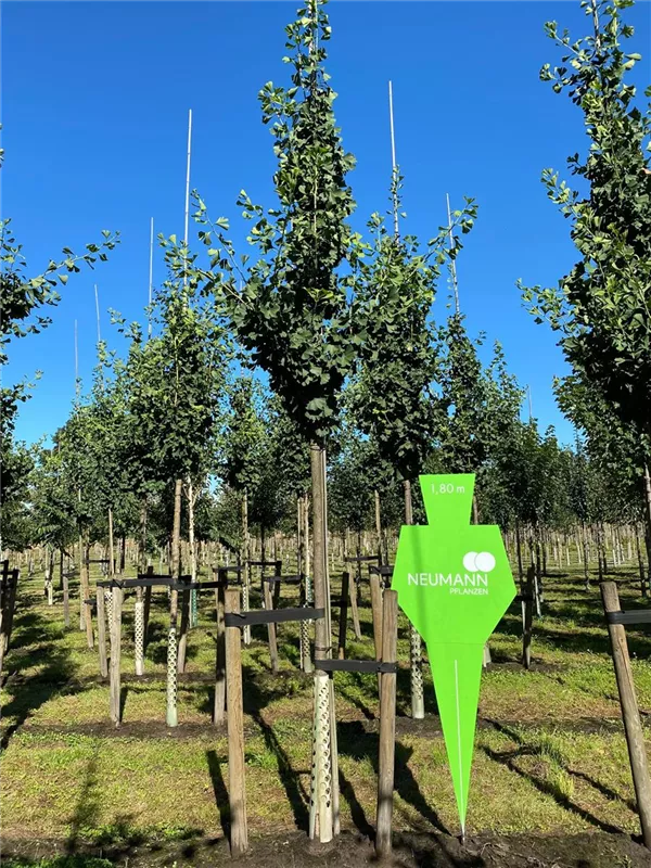 Ginkgo biloba