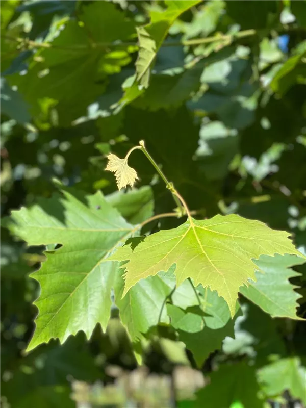 Platanus hispanica