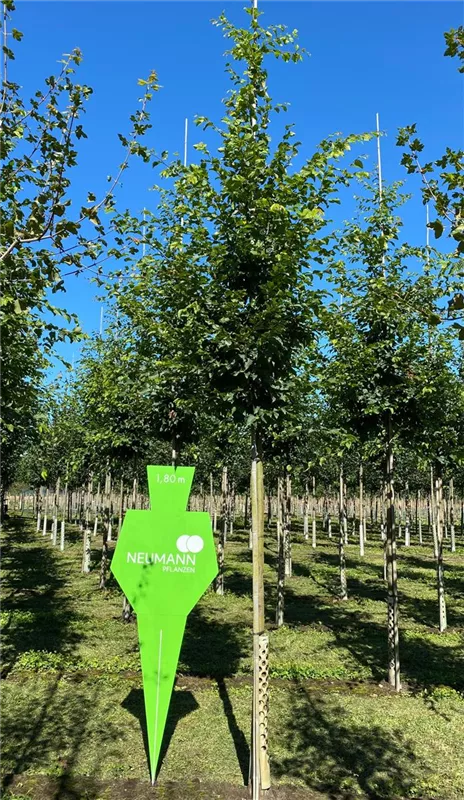 Carpinus betulus
