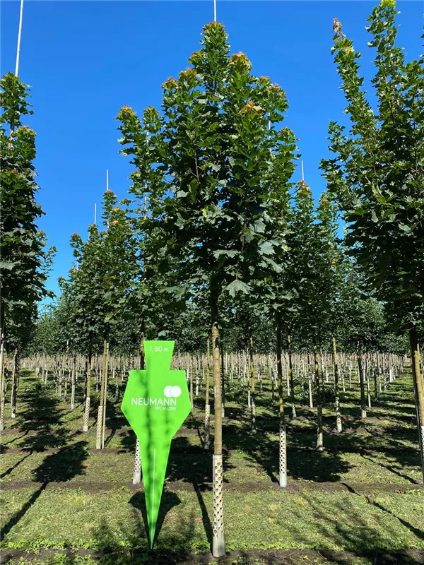 Acer rubrum 'Fairview Flame'
