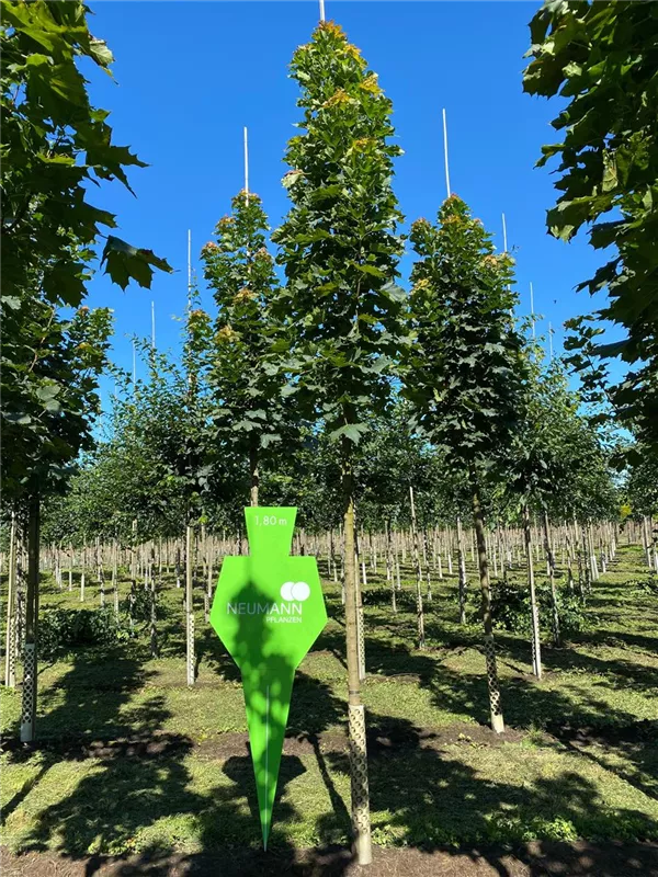 Acer rubrum 'Fairview Flame'