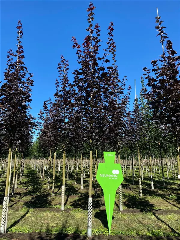 Acer platanoides 'Royal Red'