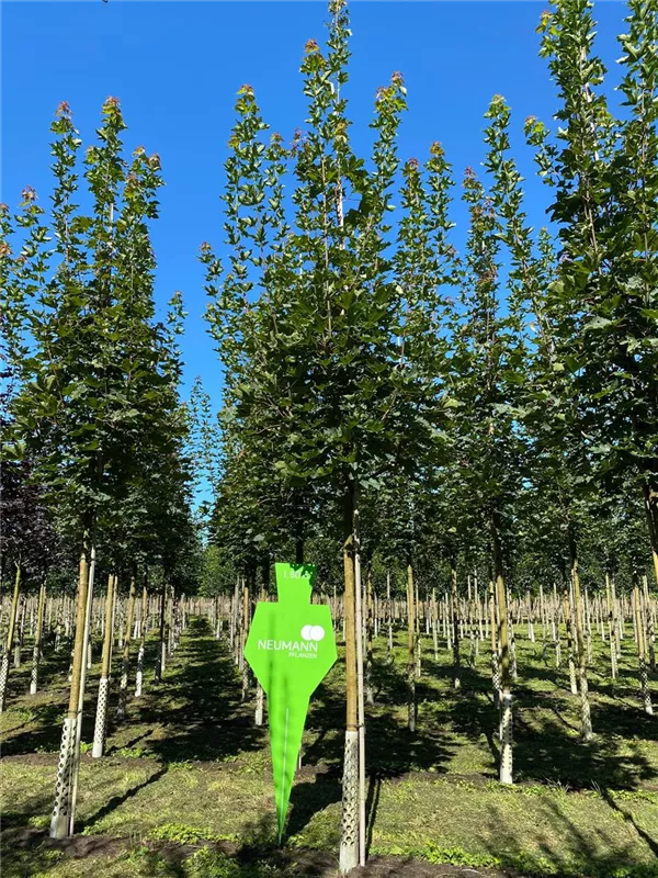 Acer platanoides 'Cleveland'