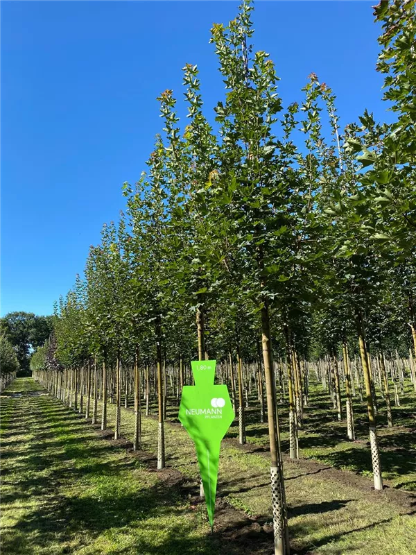 Acer platanoides 'Cleveland'