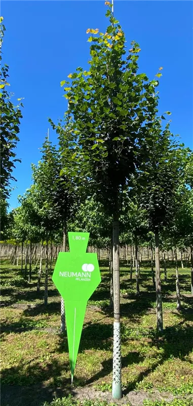 Tilia cordata 'Greenspire'