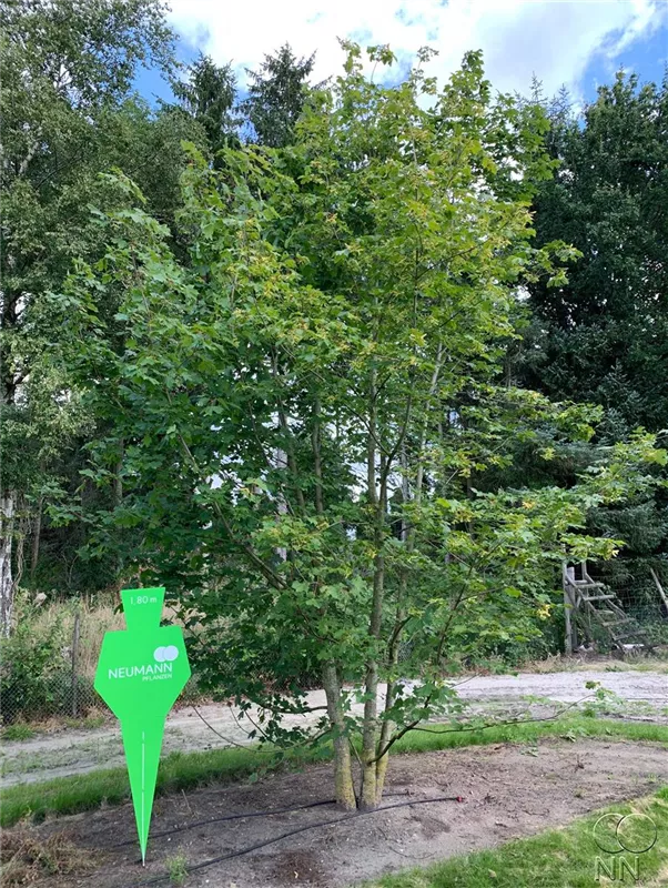 Acer platanoides