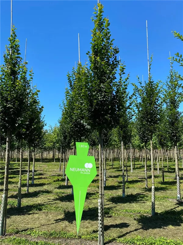 Carpinus betulus 'Lucas'