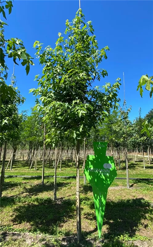 Liquidambar styraciflua 'Lane Roberts'